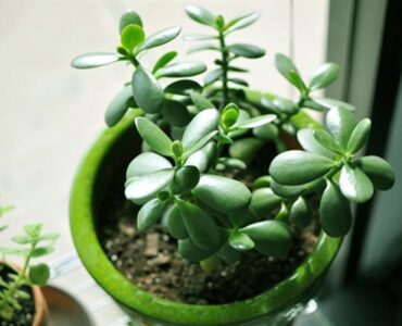 Cách xua đuổi tà ma đơn giản mà hiệu quả không nên bỏ qua